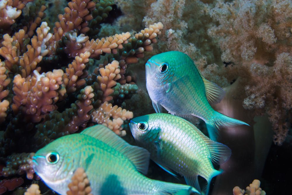Blue-Green Chromis Care Guide - Reef Chasers