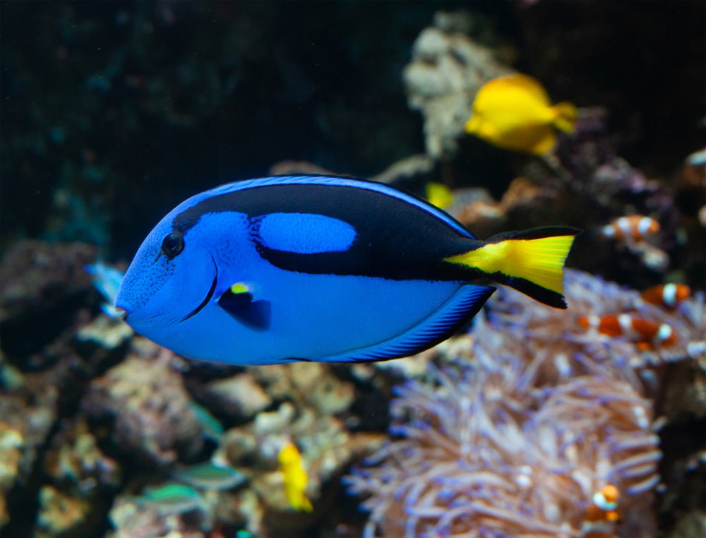Blue Hippo Tang Care Guide - Reef Chasers
