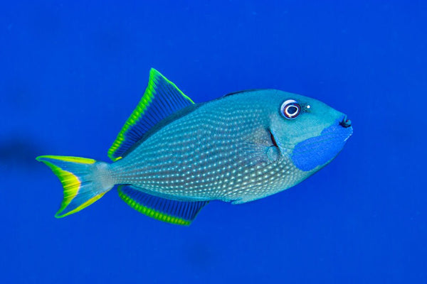 Blue Throat Triggerfish - Reef Chasers