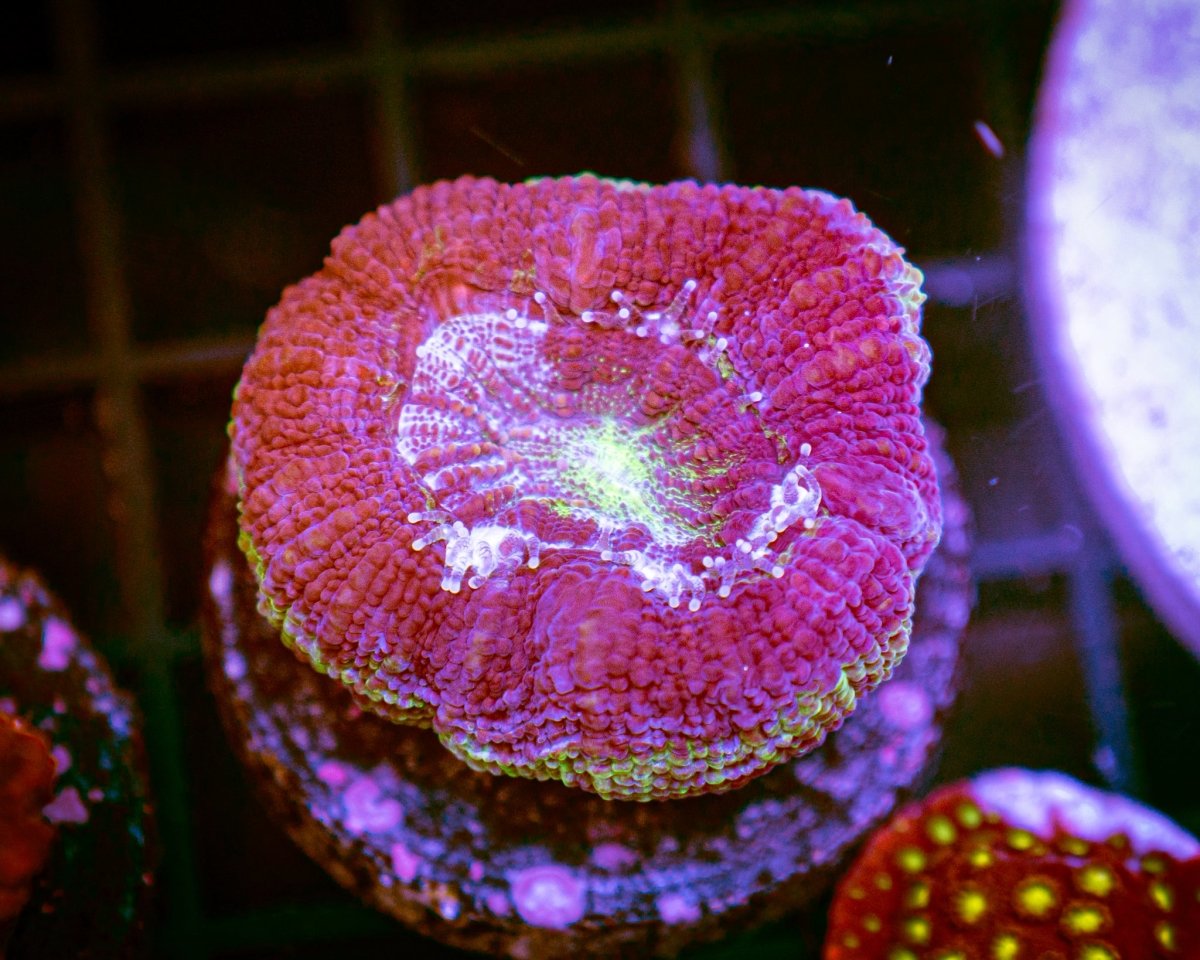 Bowerbanki Coral Care Guide - Reef Chasers