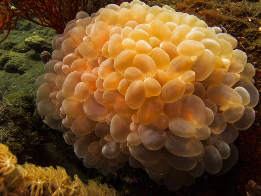 Bubble Coral Care Guide - Reef Chasers