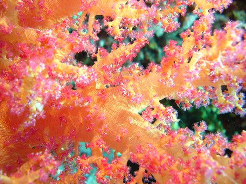 Carnation Tree ("Dendro") Coral Care Guide - Reef Chasers