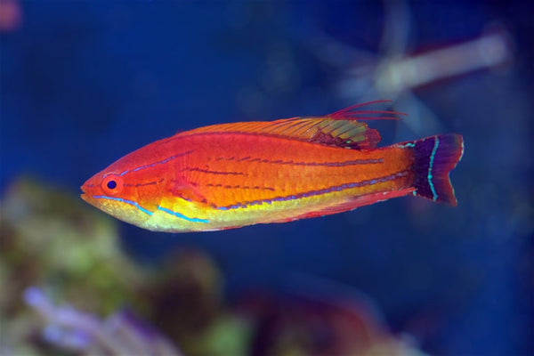 Carpenter's Flasher Wrasse Care Guide - Reef Chasers