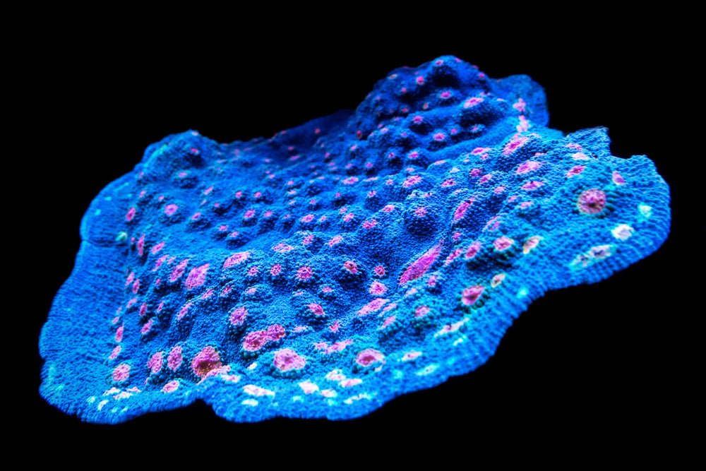 Chalice Corals Care Guide - Reef Chasers