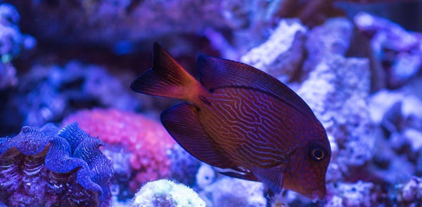 Chevron Tang Care Guide - Reef Chasers