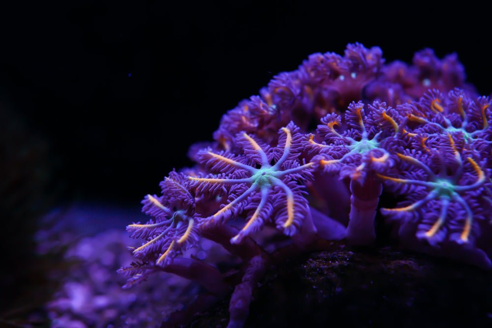 Clove Polyps Coral Care Guide - Reef Chasers