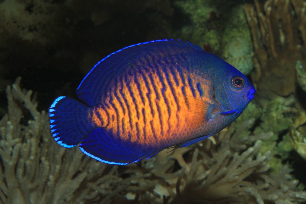 Coral Beauty Angelfish Care Guide - Reef Chasers