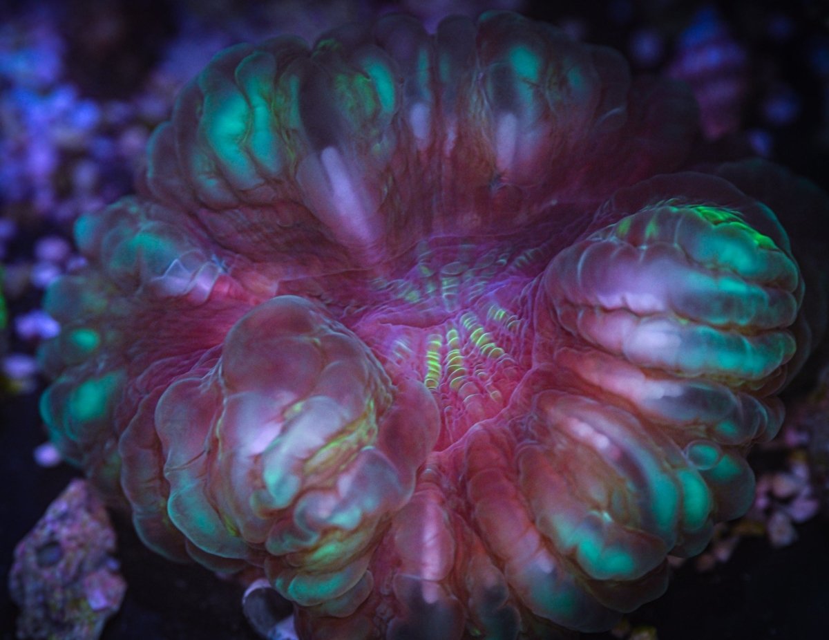 Acan coral outlet care