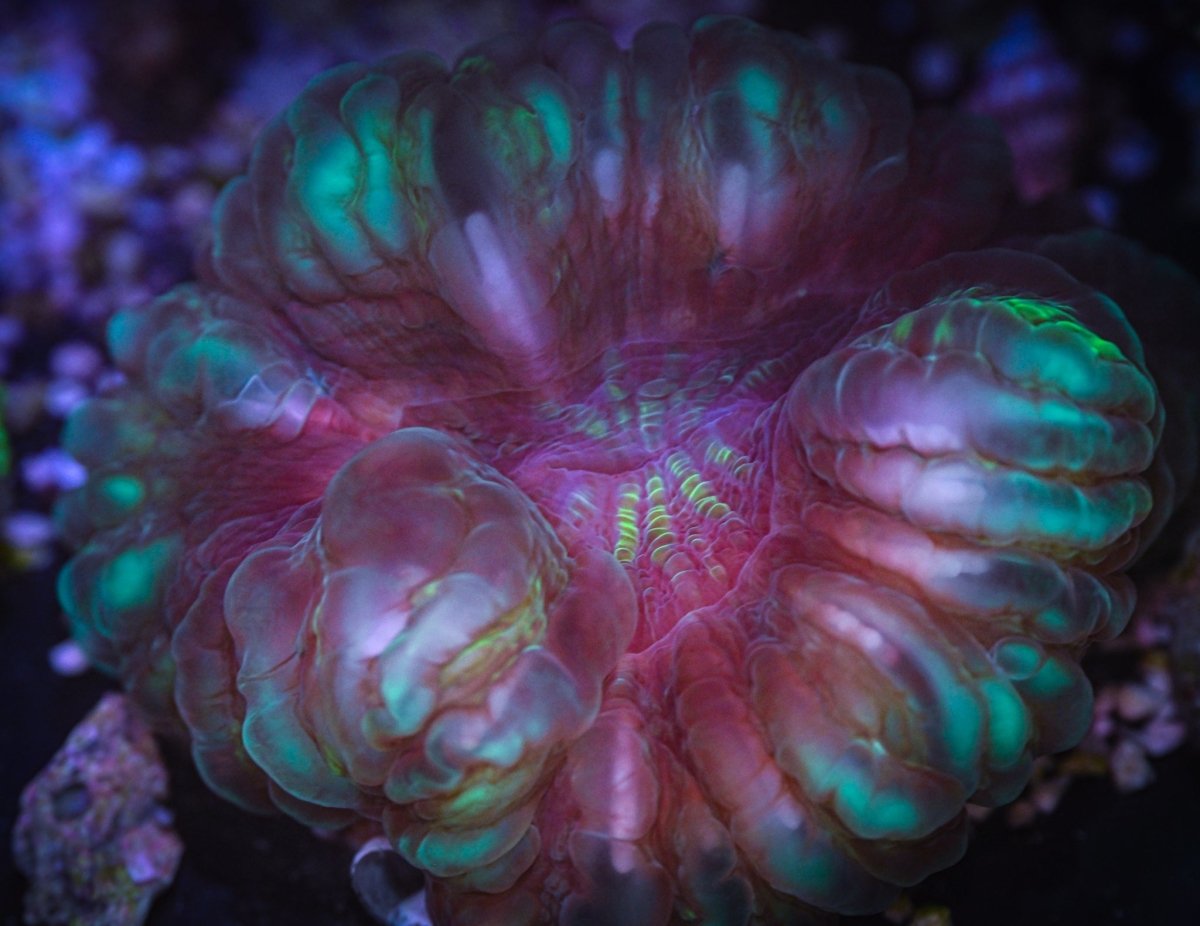 Cynarina Coral Care Guide - Reef Chasers