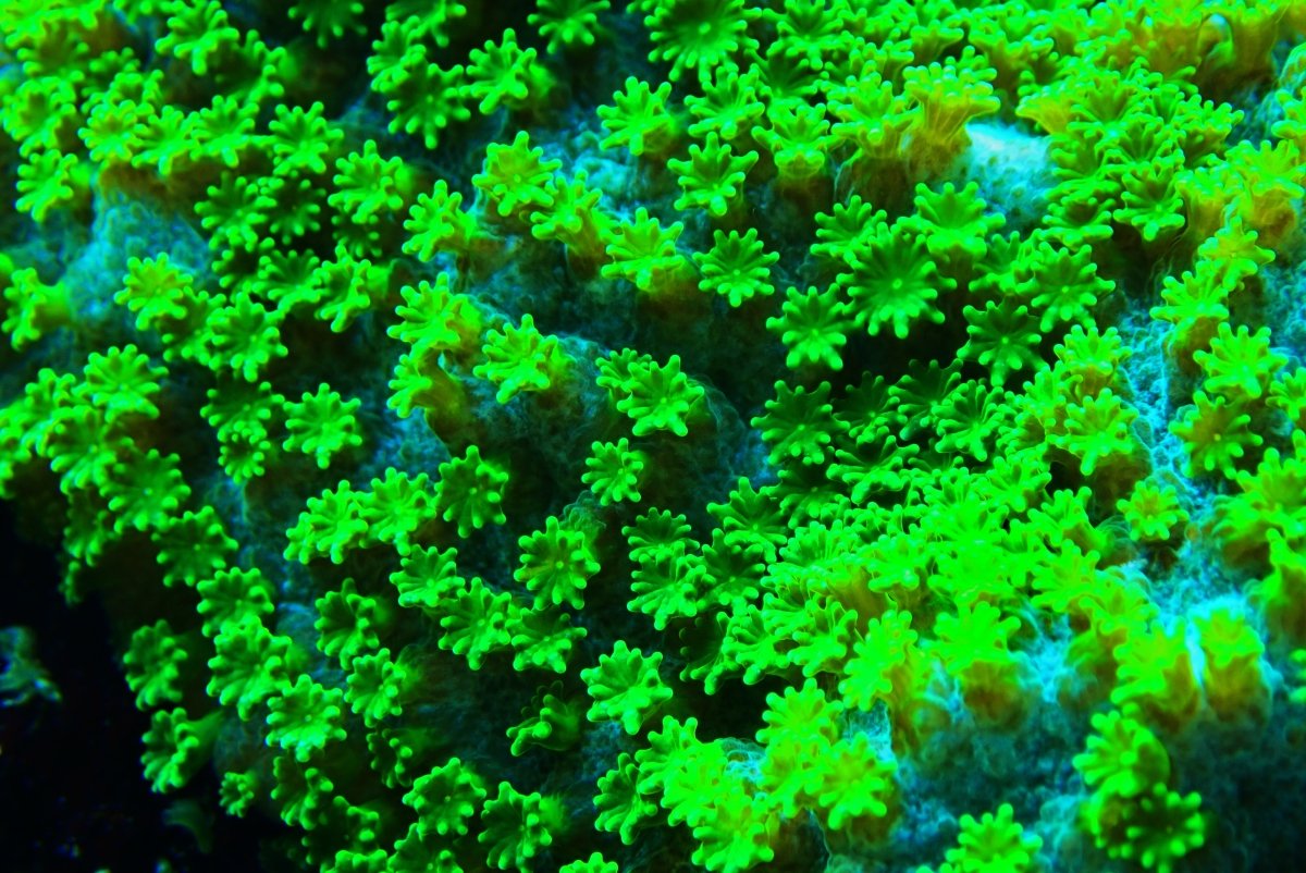 Cyphastrea Coral Care Guide - Reef Chasers