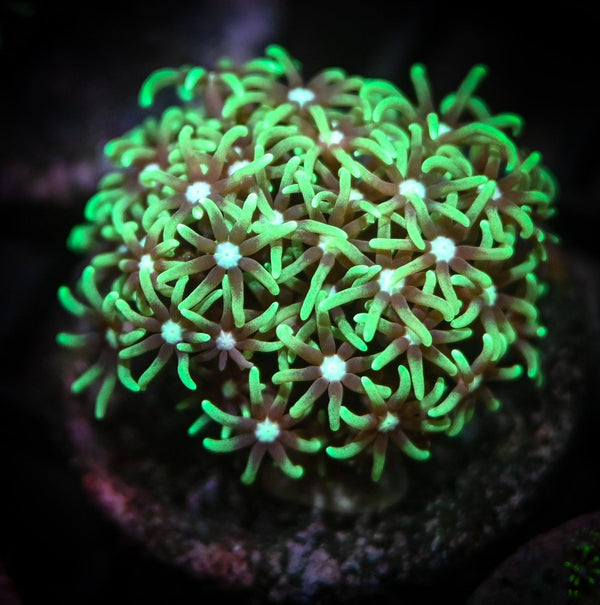 Daisy Polyps Coral Care Guide - Reef Chasers