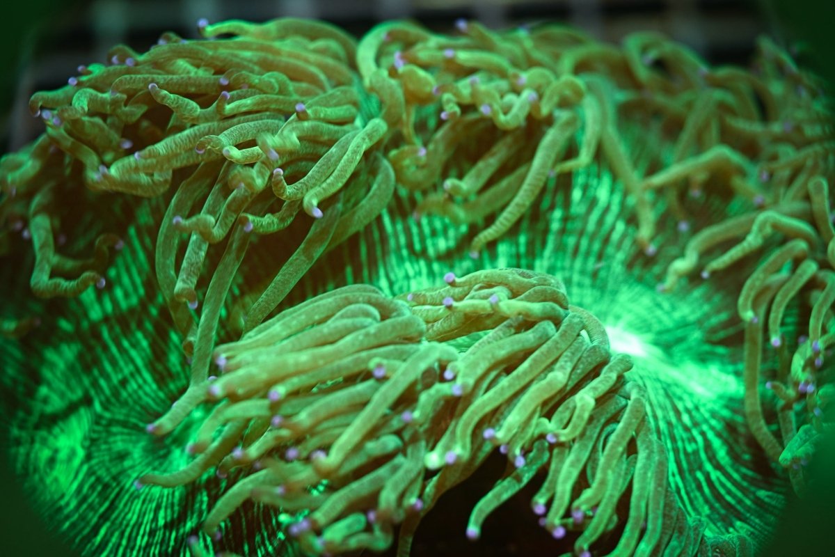 Elegance Coral Care Guide - Reef Chasers