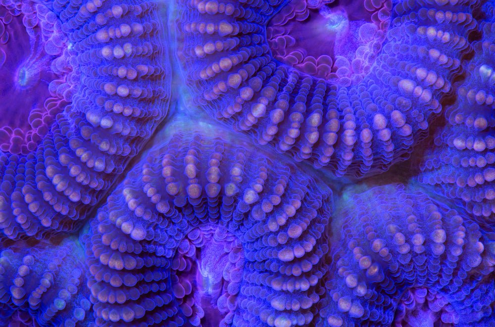 Favia Coral Care Guide - Reef Chasers