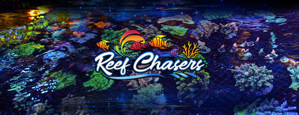 FEEDING, FILTRATION AND YOUR REEF TANK - Reef Chasers