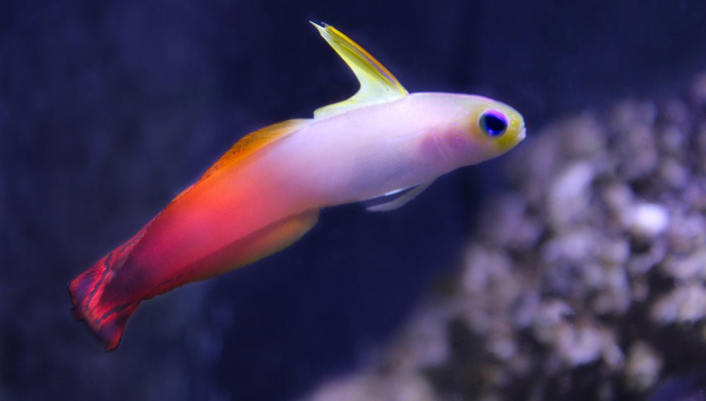 Firefish Goby Care Guide - Reef Chasers