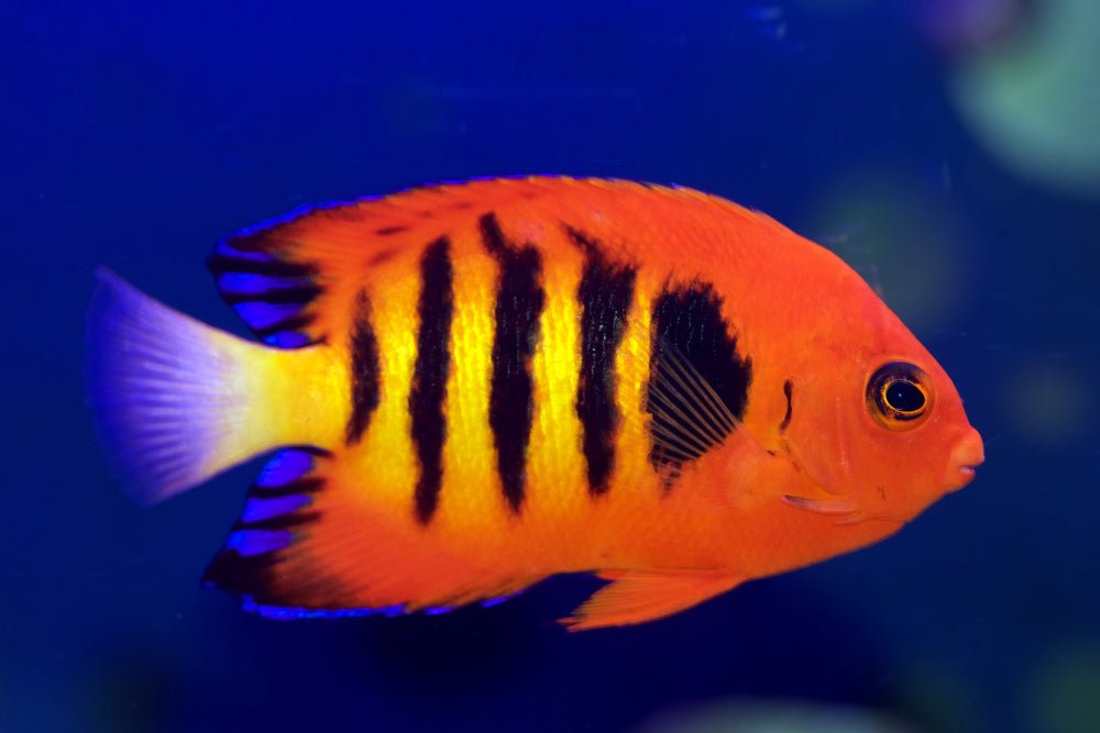 Flame Angelfish Care Guide - Reef Chasers