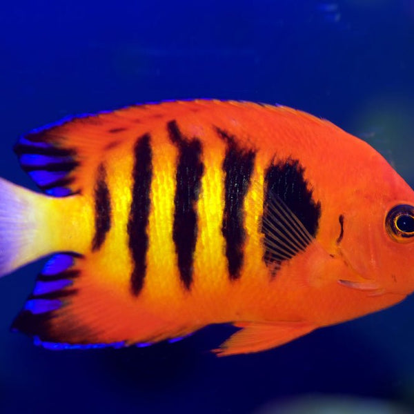 Flameback Angelfish Reef Safe Flameback Angelfish Reef Safe