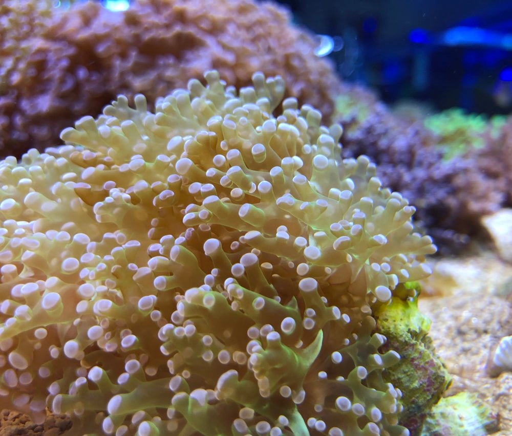 Reef Chasers | Coral Care Guide How-To | Frogspawn Coral Guide