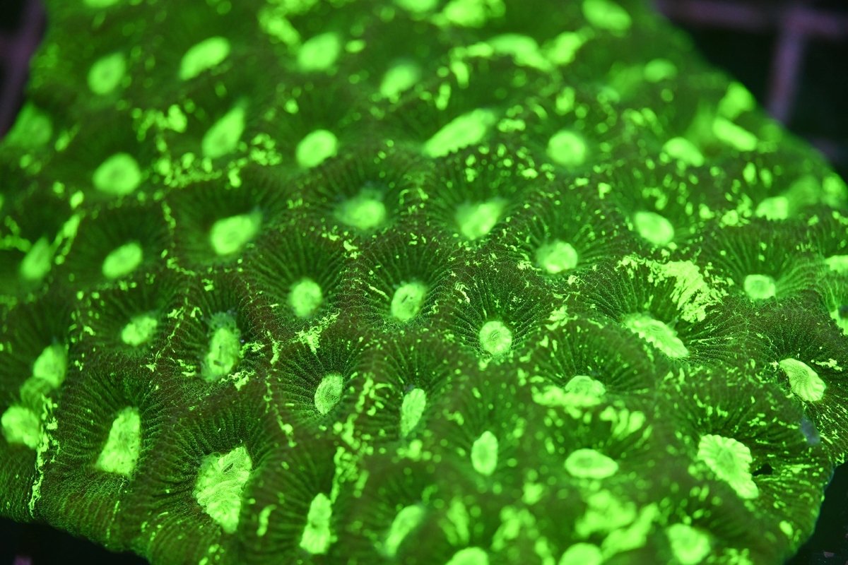 Goniastrea Coral Care Guide - Reef Chasers