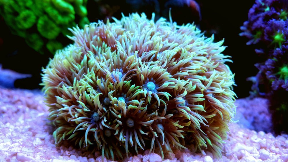 Goniopora Coral Care Guide - Reef Chasers