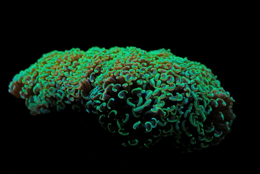 Hammer Coral Care Guide - Reef Chasers