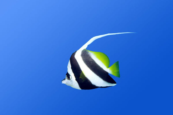 Heniochus Black and White Butterflyfish - Reef Chasers