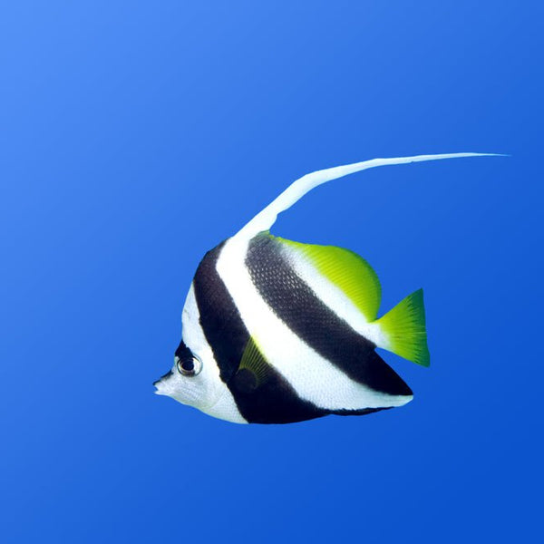 Heniochus Butterfly