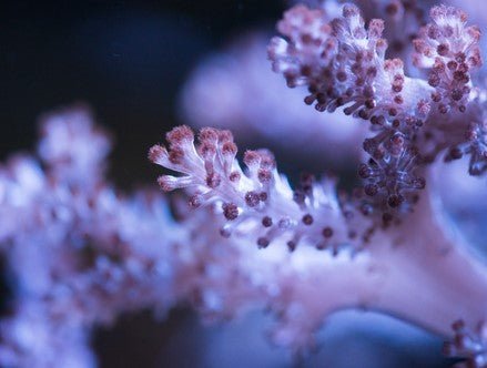 Kenya Tree Coral Care Guide - Reef Chasers