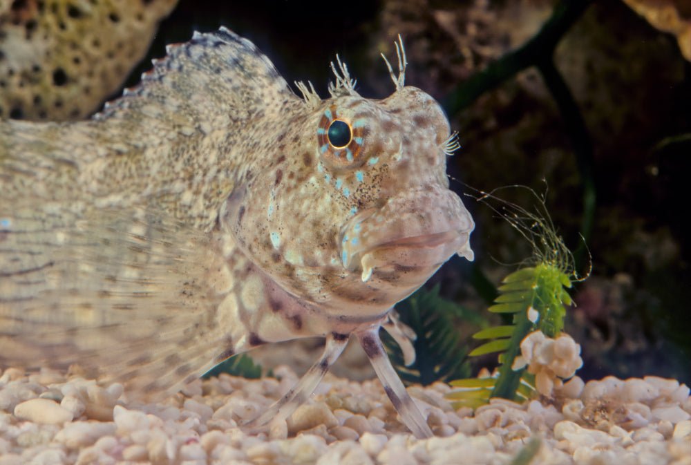 Lawnmower Blenny Care Guide - Reef Chasers
