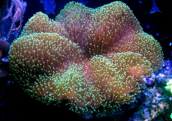 Leather Corals Care Guide - Reef Chasers