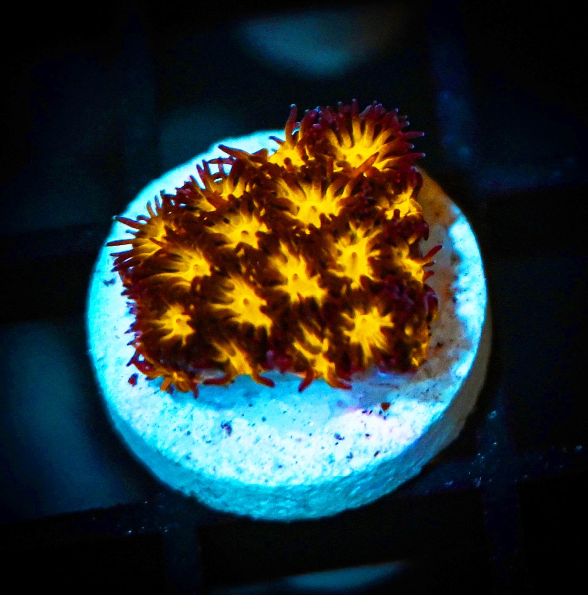 Leptastrea Coral Care Guide - Reef Chasers