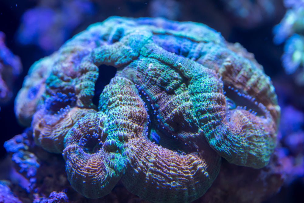 Lobophyllia Coral Care Guide - Reef Chasers