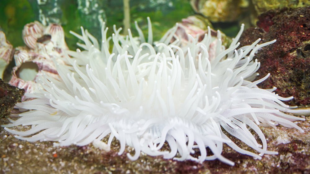 Long Tentacle Anemone Care Guides - Reef Chasers