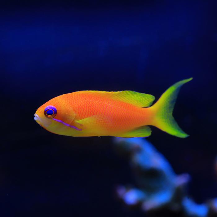 Lyretail Anthias Care Guide - Reef Chasers