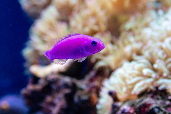 Magenta Dottyback Care Guide - Reef Chasers