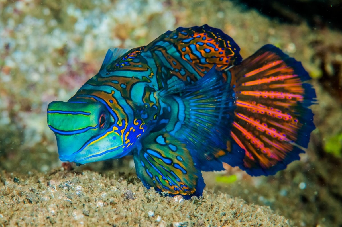 Mandarin Goby (Dragonet) Care Guide - Reef Chasers