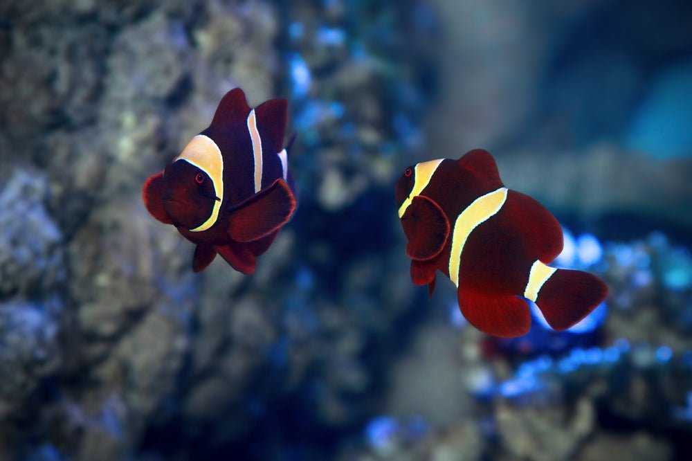Maroon Clownfish Care Guide - Reef Chasers