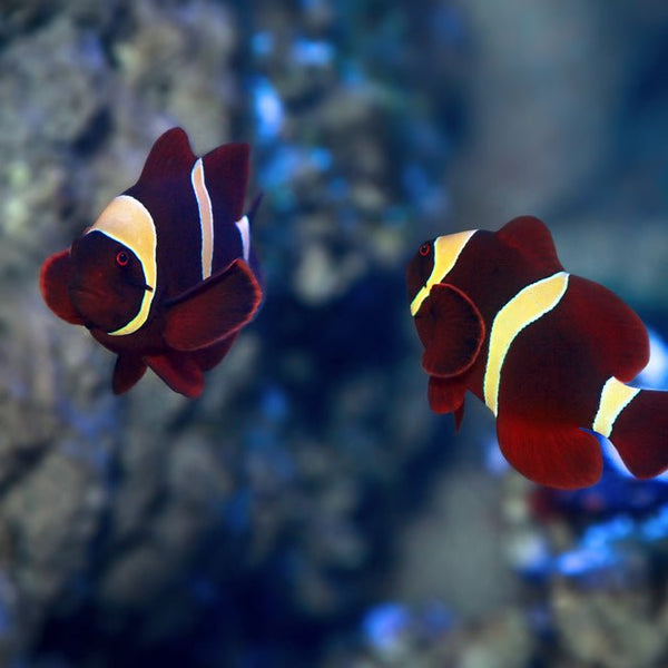 Maroon Clownfish Care: Ultimate Guide for a Thriving Reef Tank
