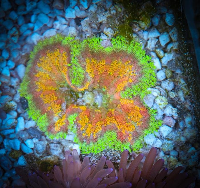 Mini-Maxi Carpet Anemone Care Guide - Reef Chasers