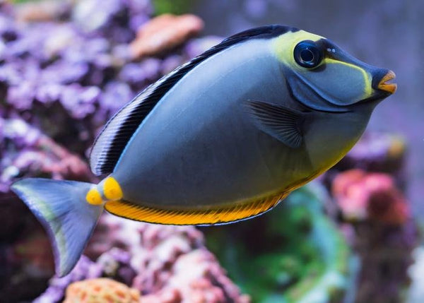 Naso Tang Care Guide - Reef Chasers