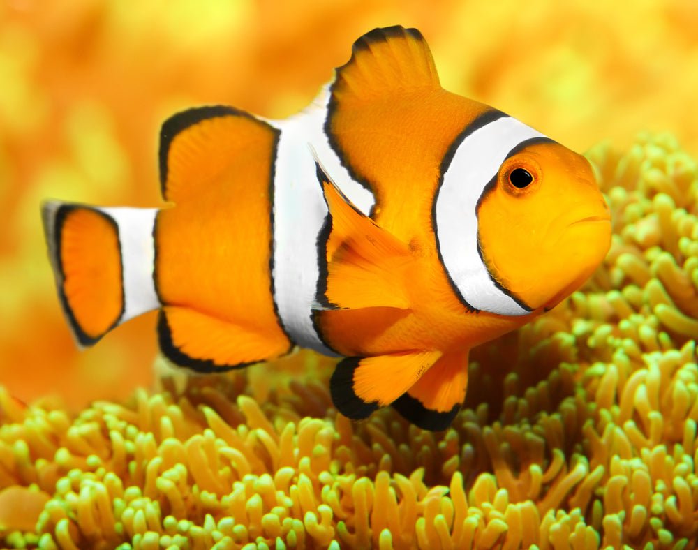 Ocellaris Clownfish Care Guide - Reef Chasers
