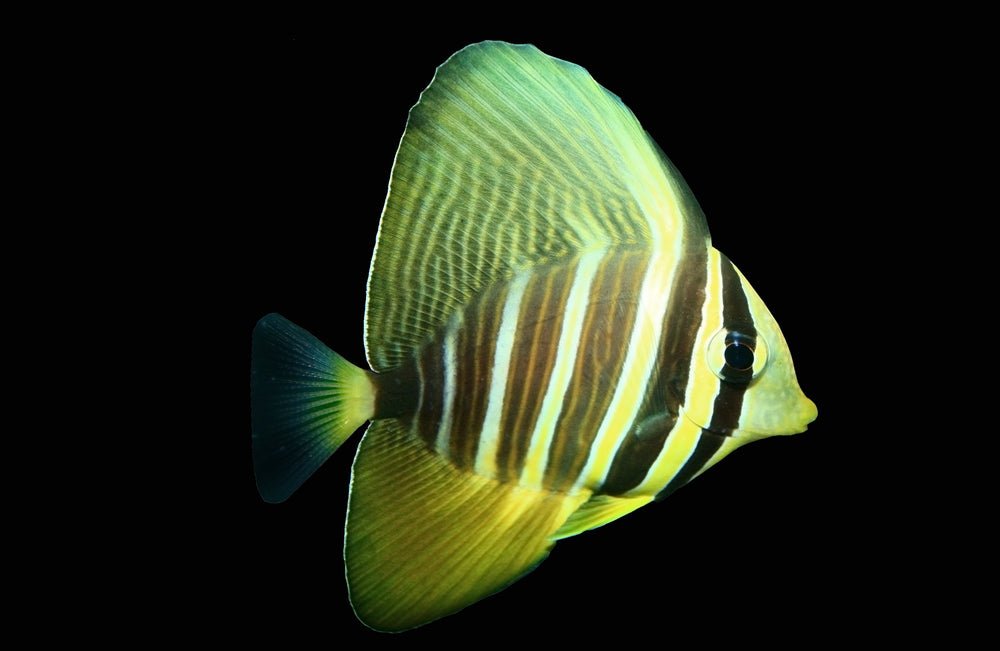 Reef Chasers Saltwater Fish Care Guides HowTo Pacific Sailfin Tang