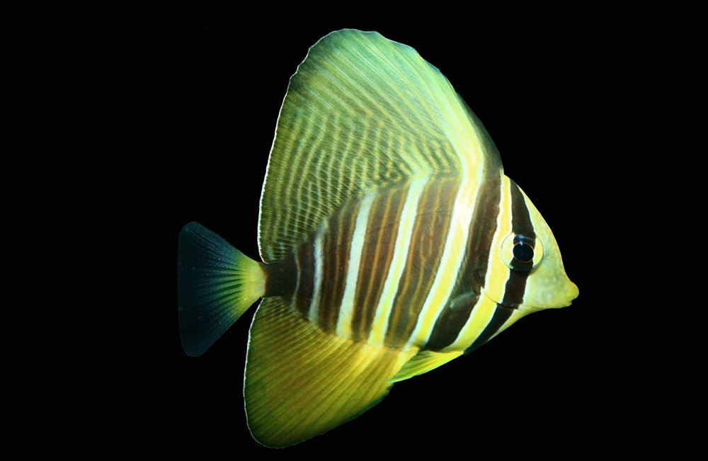 Pacific Sailfin Tang Care Guide - Reef Chasers