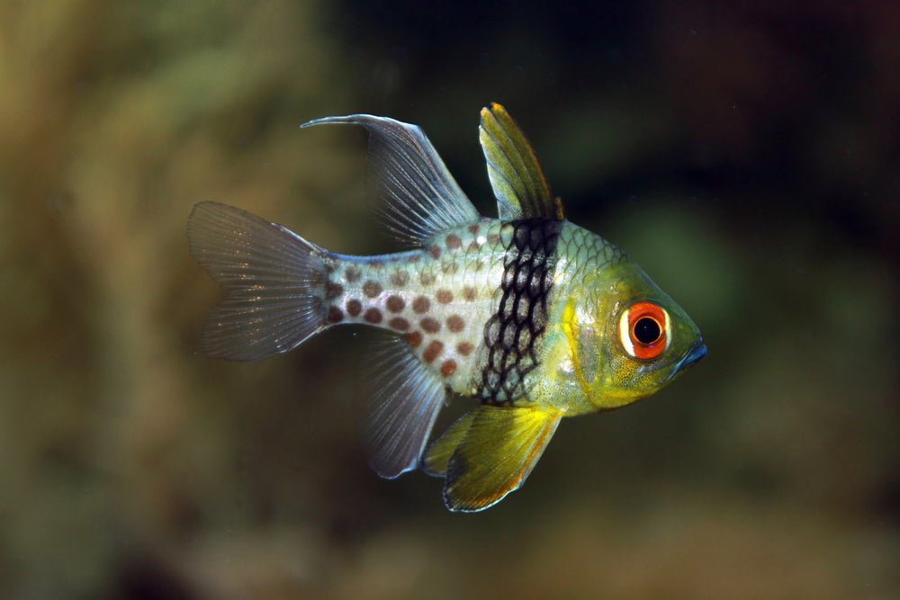 Pajama Cardinalfish Care Guide - Reef Chasers