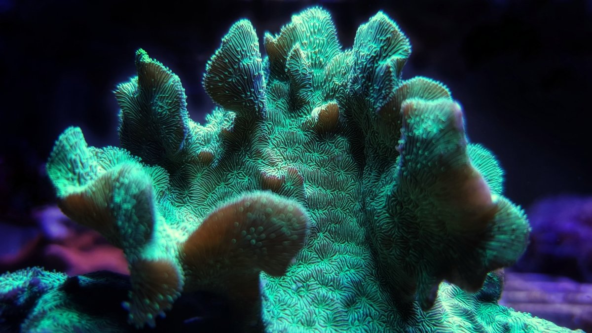 Reef Chasers | Coral Care Guide How-To | Pavona Coral Care