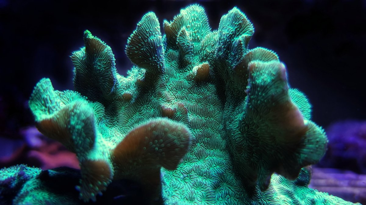 Pavona Coral Care Guide - Reef Chasers