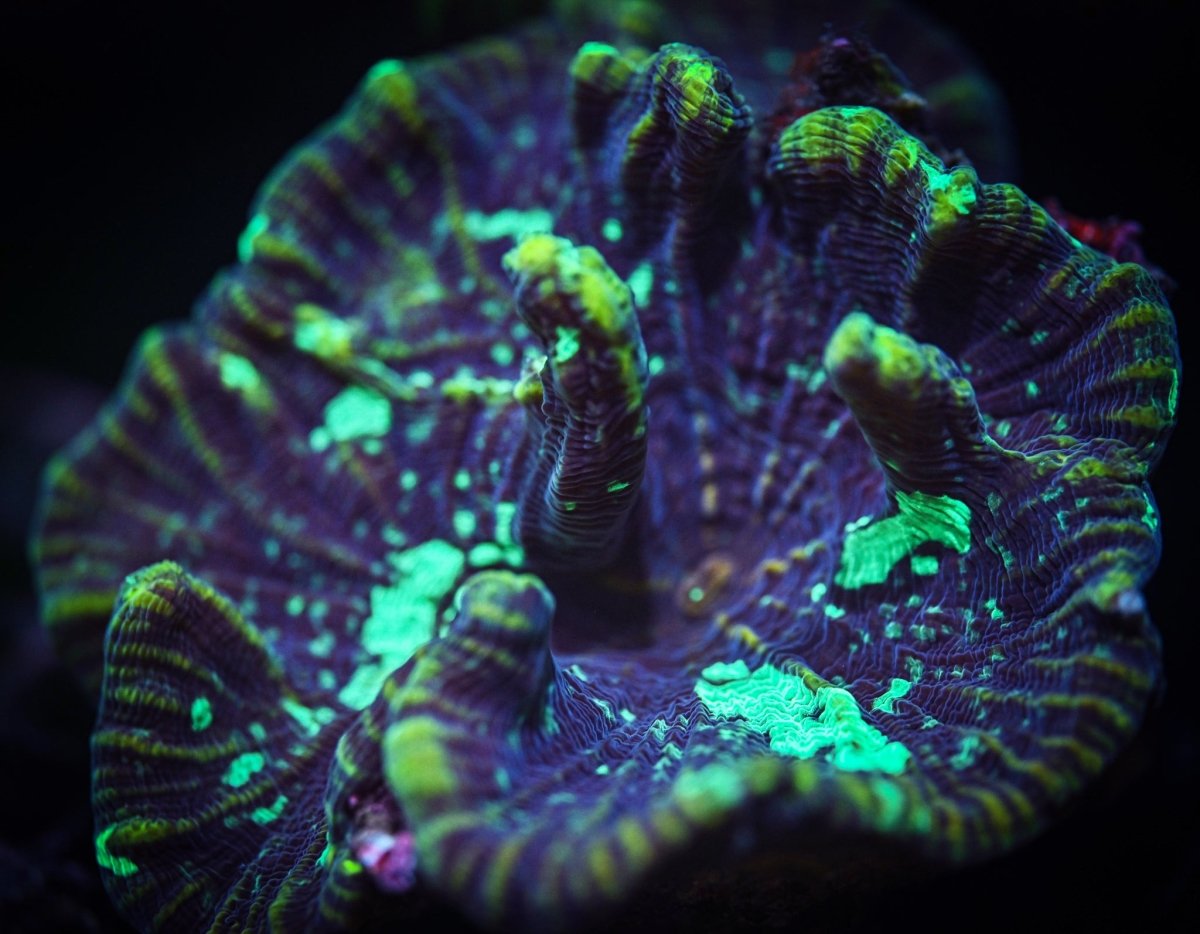 Pectinia Corals Care Guide - Reef Chasers