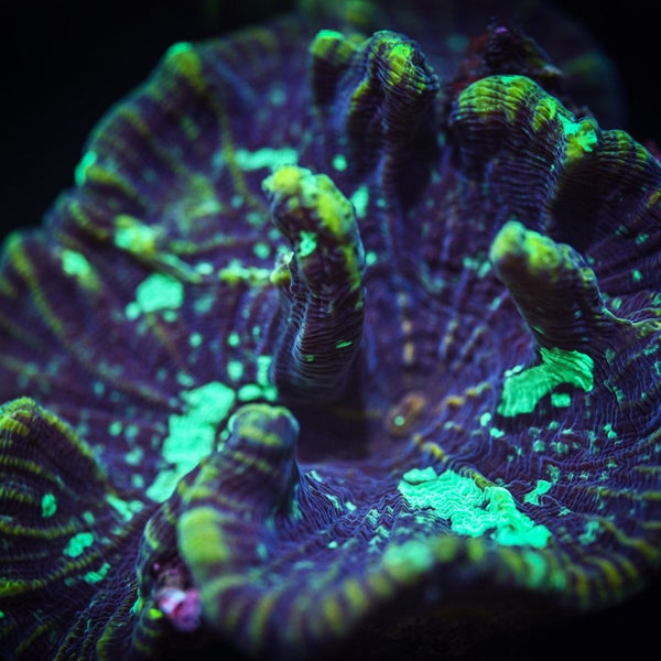pectinia-corals-care-guide-