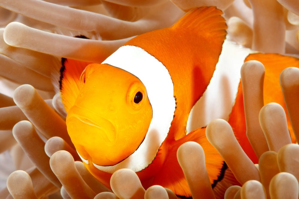 Reef Chasers | Saltwater Fish Care Guides | Percula Clownfish