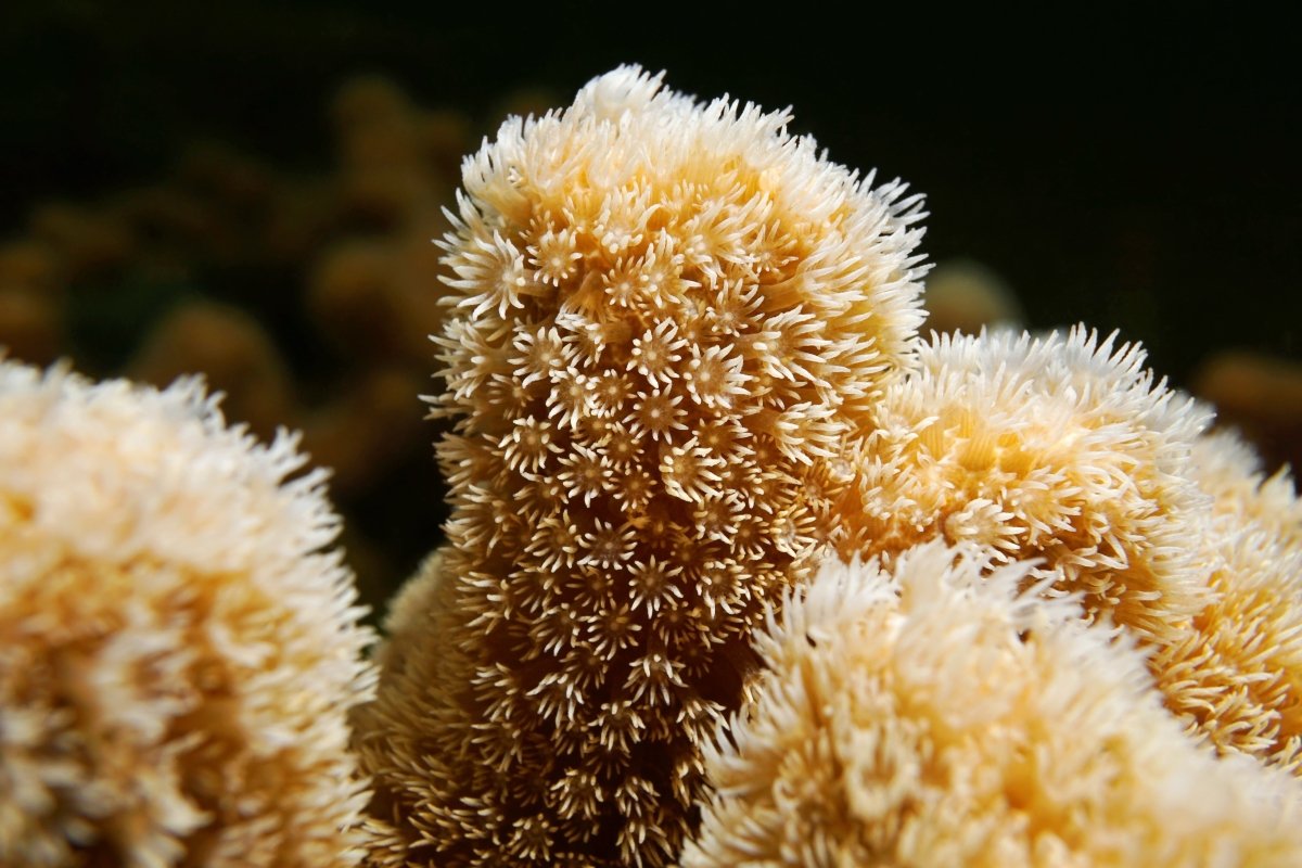 Porites Coral Care Guide - Reef Chasers